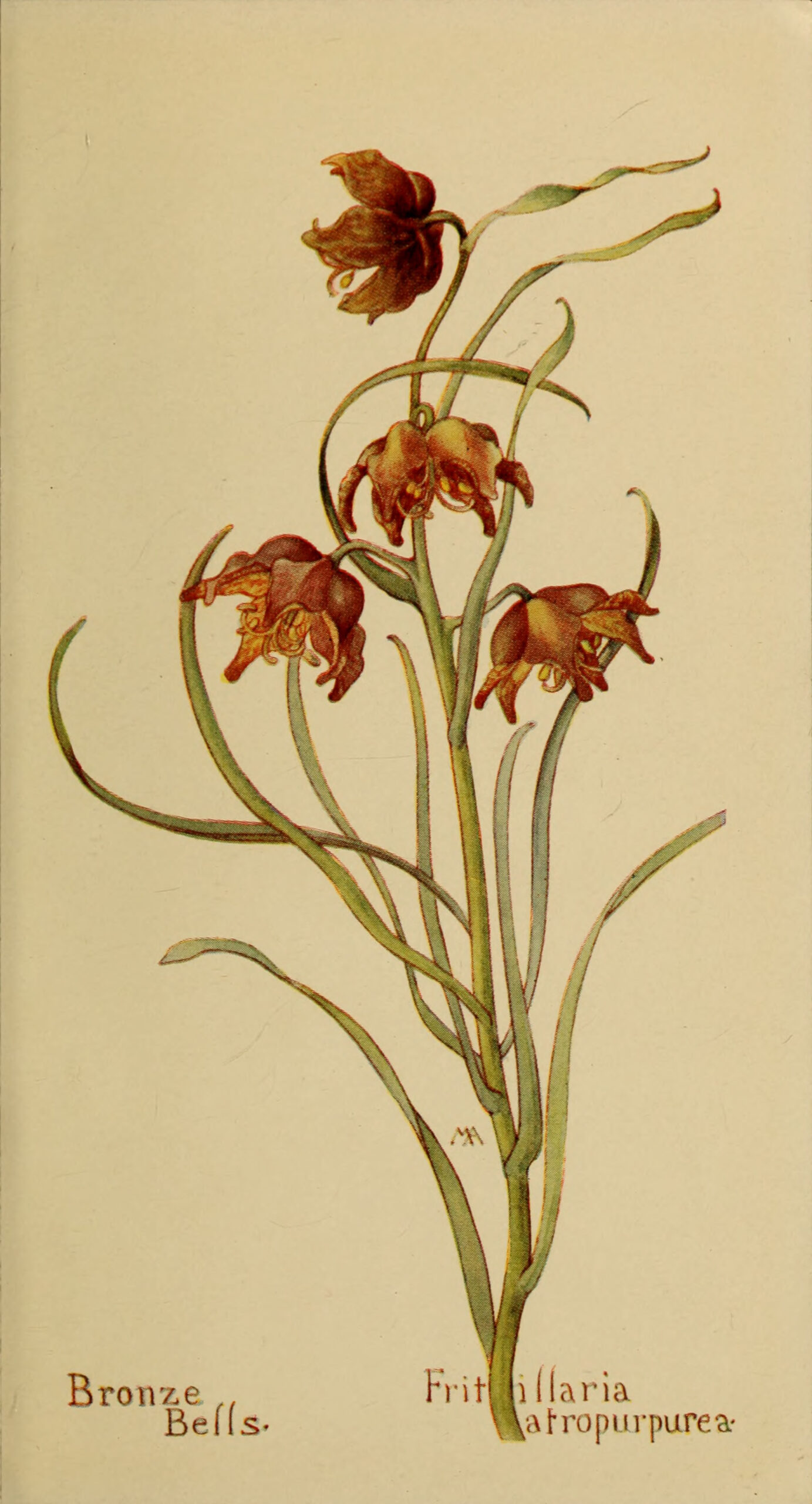 Read more about the article Field book of western wild flowers by Margaret Armstrong 1915